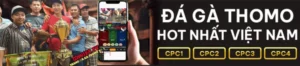 trực tiếp hết tất cả các trận gà đá thomo