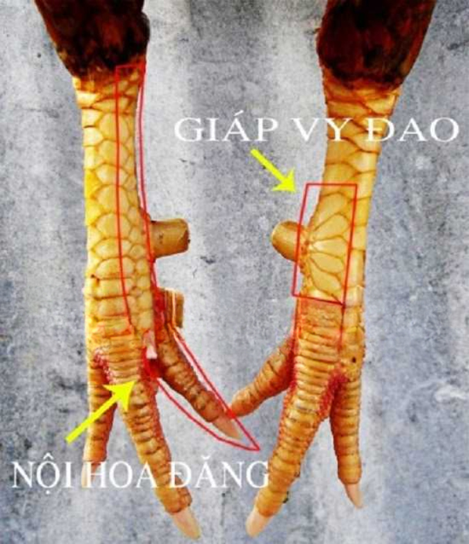 Giáp Vỹ Đào