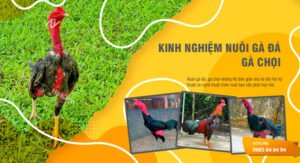 Kinh nghiệm nuôi gà đá xưa và nay