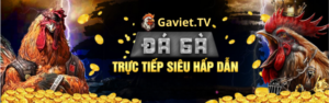 gaviet.cc- trangn chủ đá gà thomo